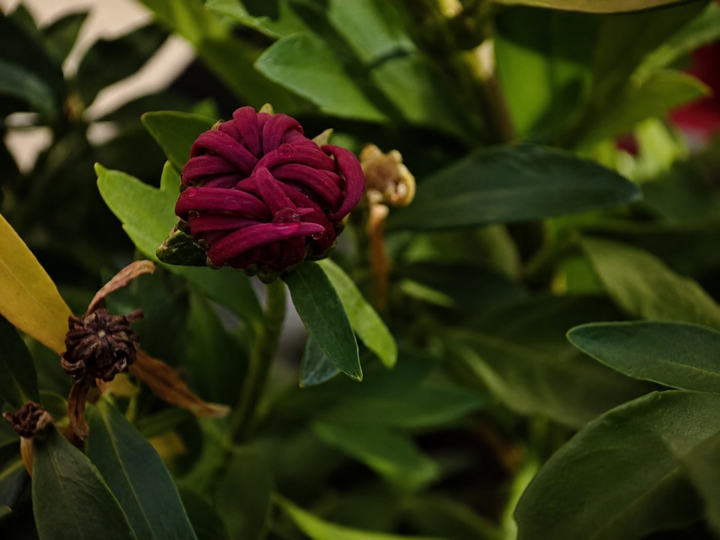 Brazilian Plume Flower
