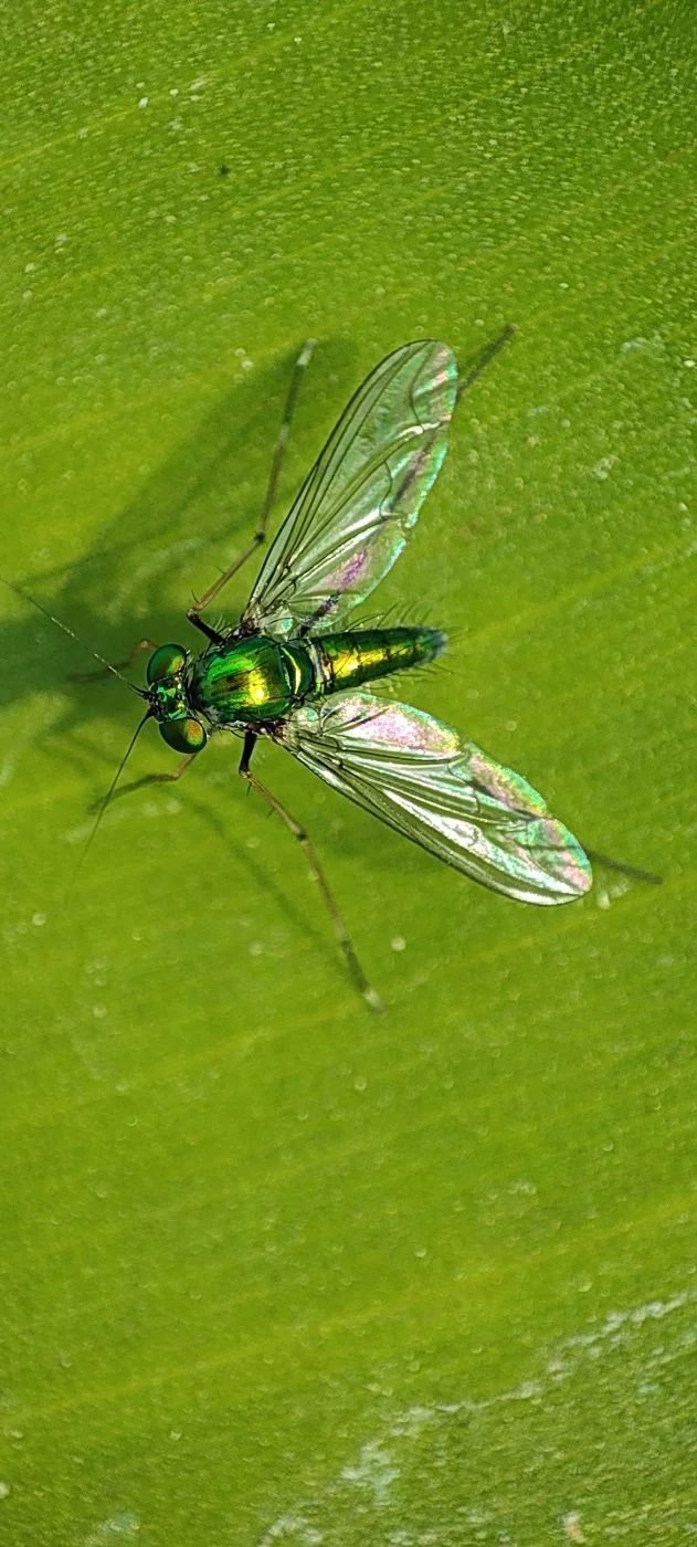 Long-legged Fly
