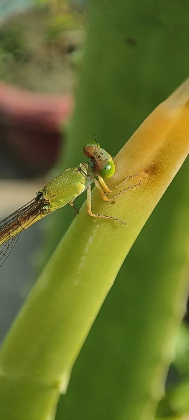 Coromandel Marsh Dart