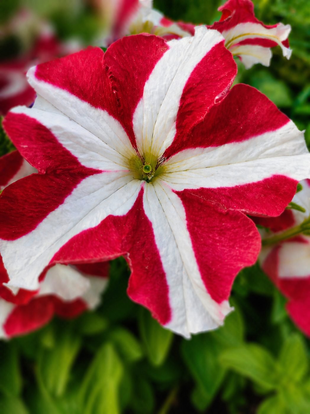 Petunia