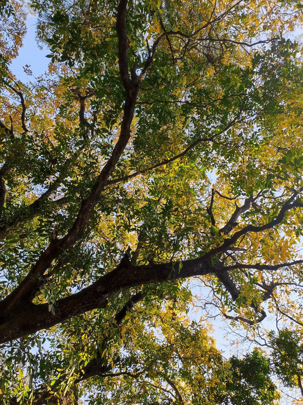 Yellow Gulmohar