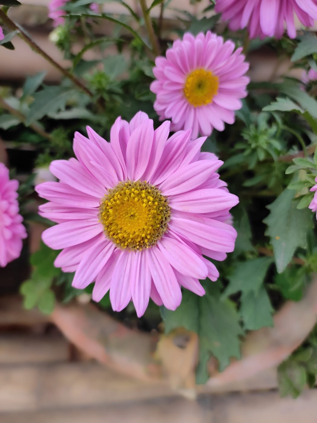 China Aster