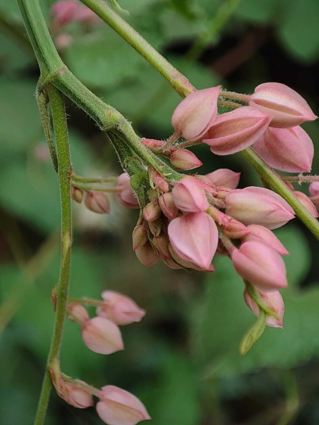Coral Vine