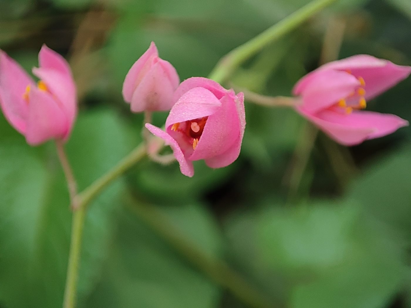 Coral Vine