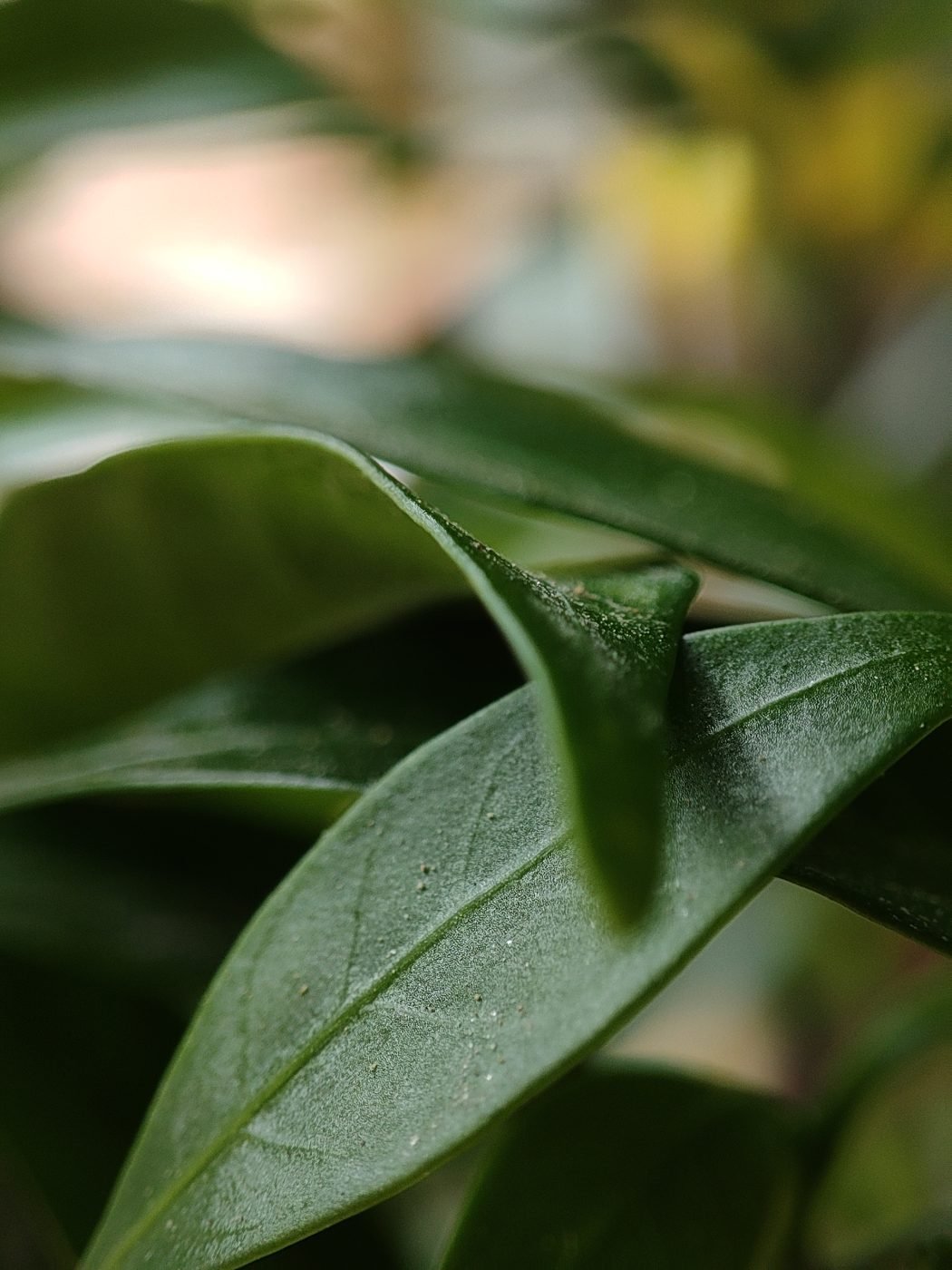 Jasmine