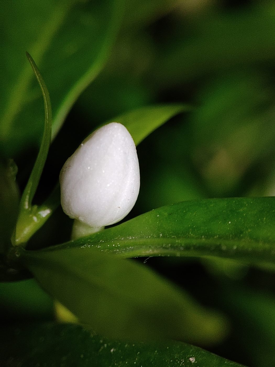 Jasmine