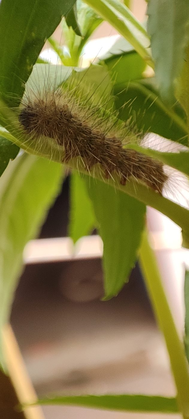Bihar Hairy Caterpillar