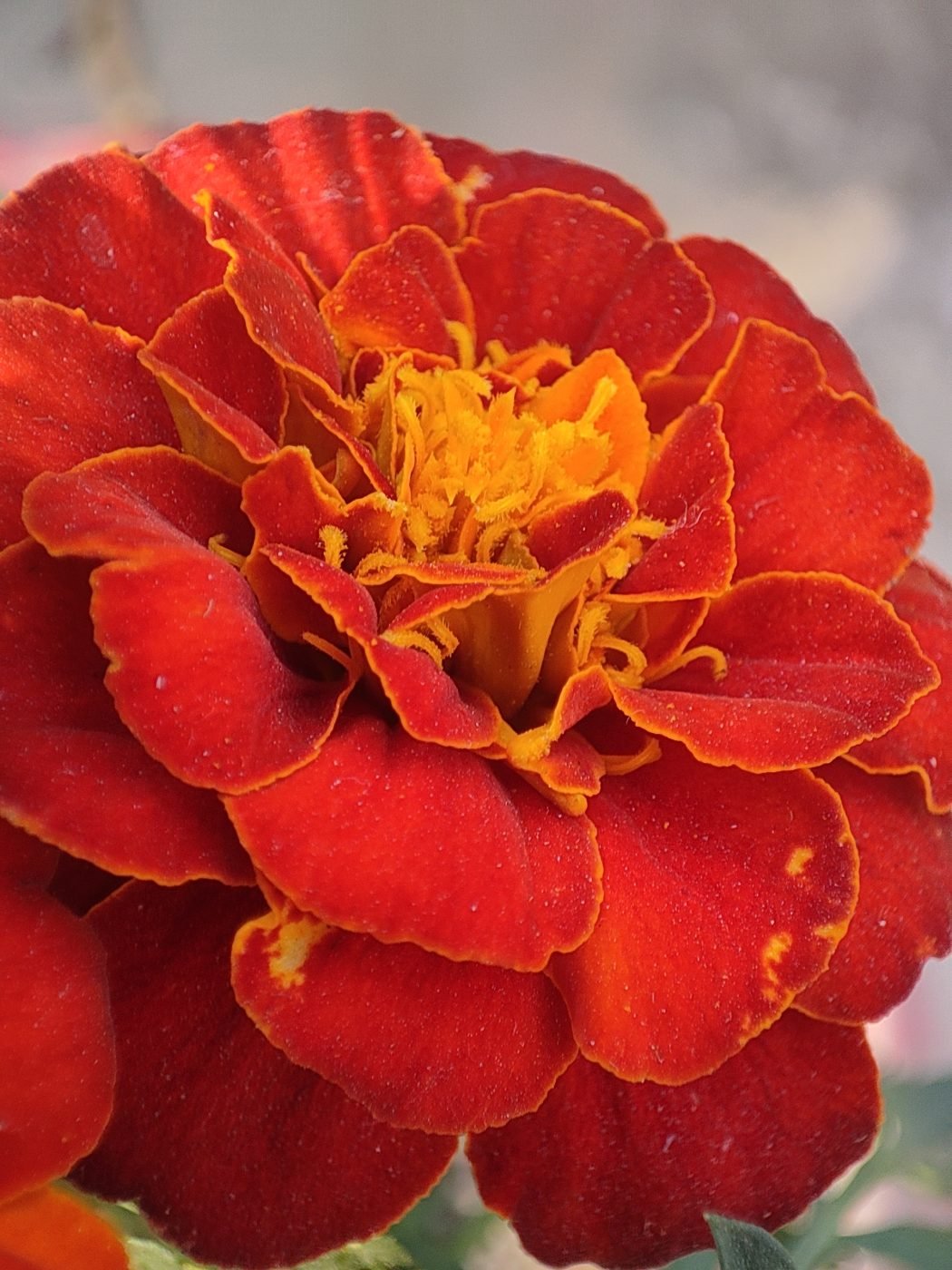 Marigold