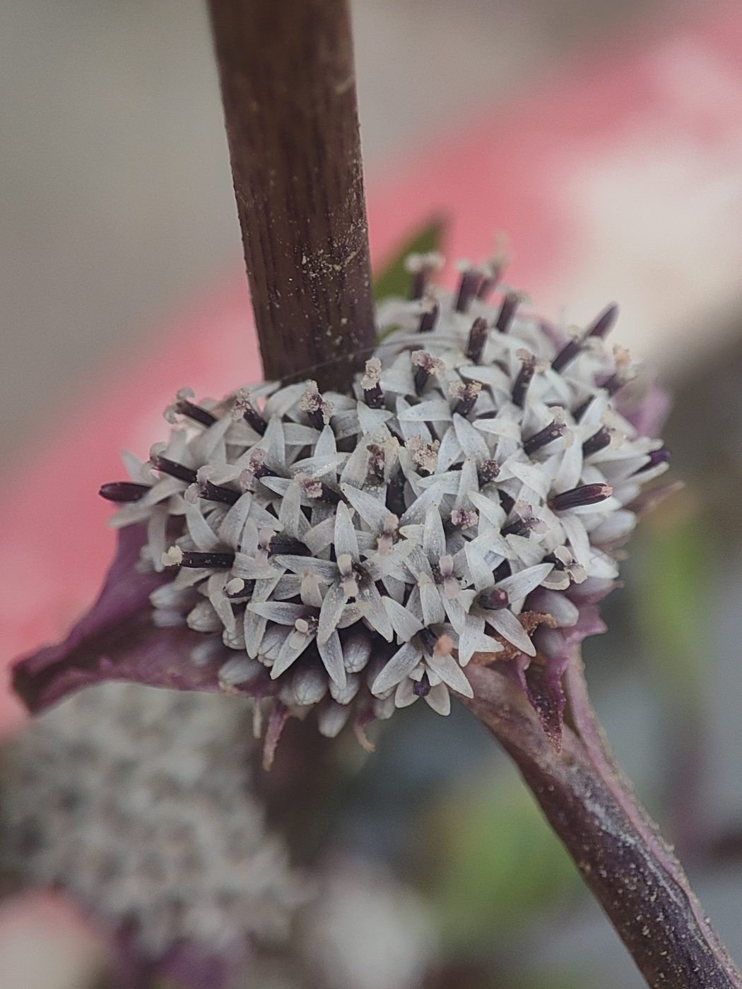 Pink node flower