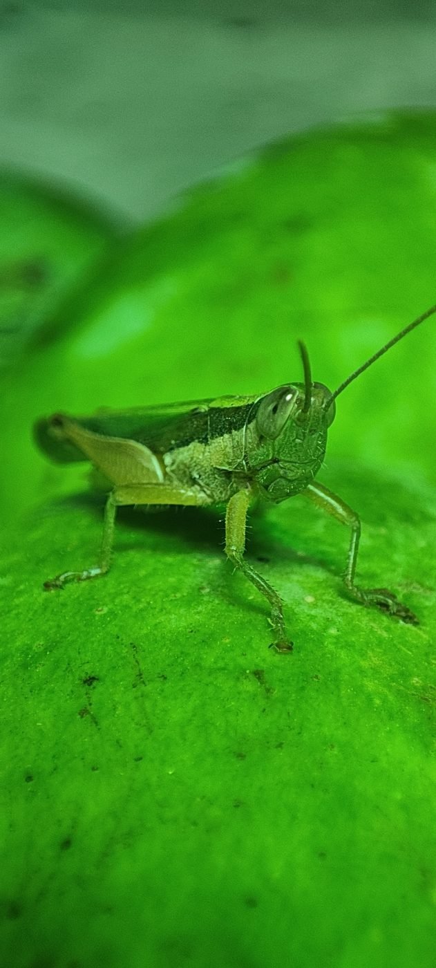 Grasshopper
