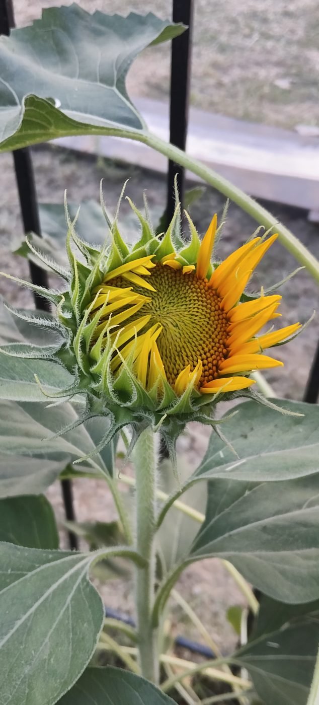 Sunflower