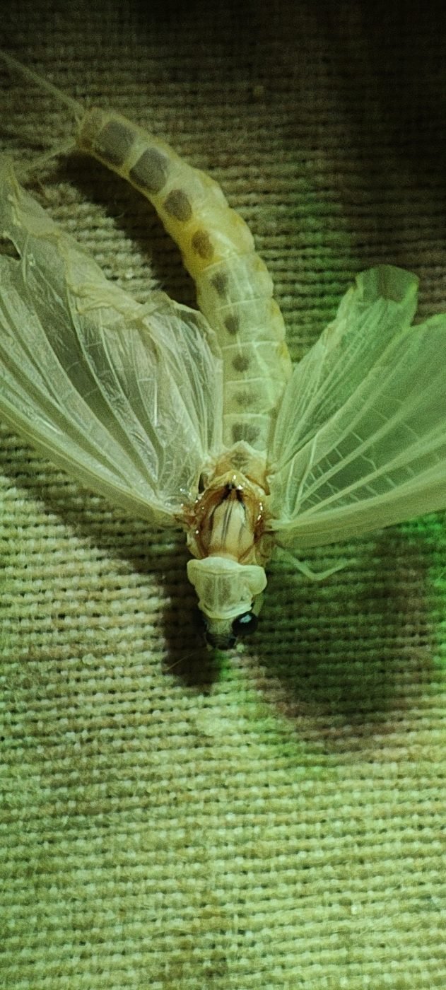 Mayfly