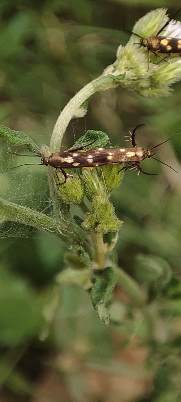 Eretmocera impactella
