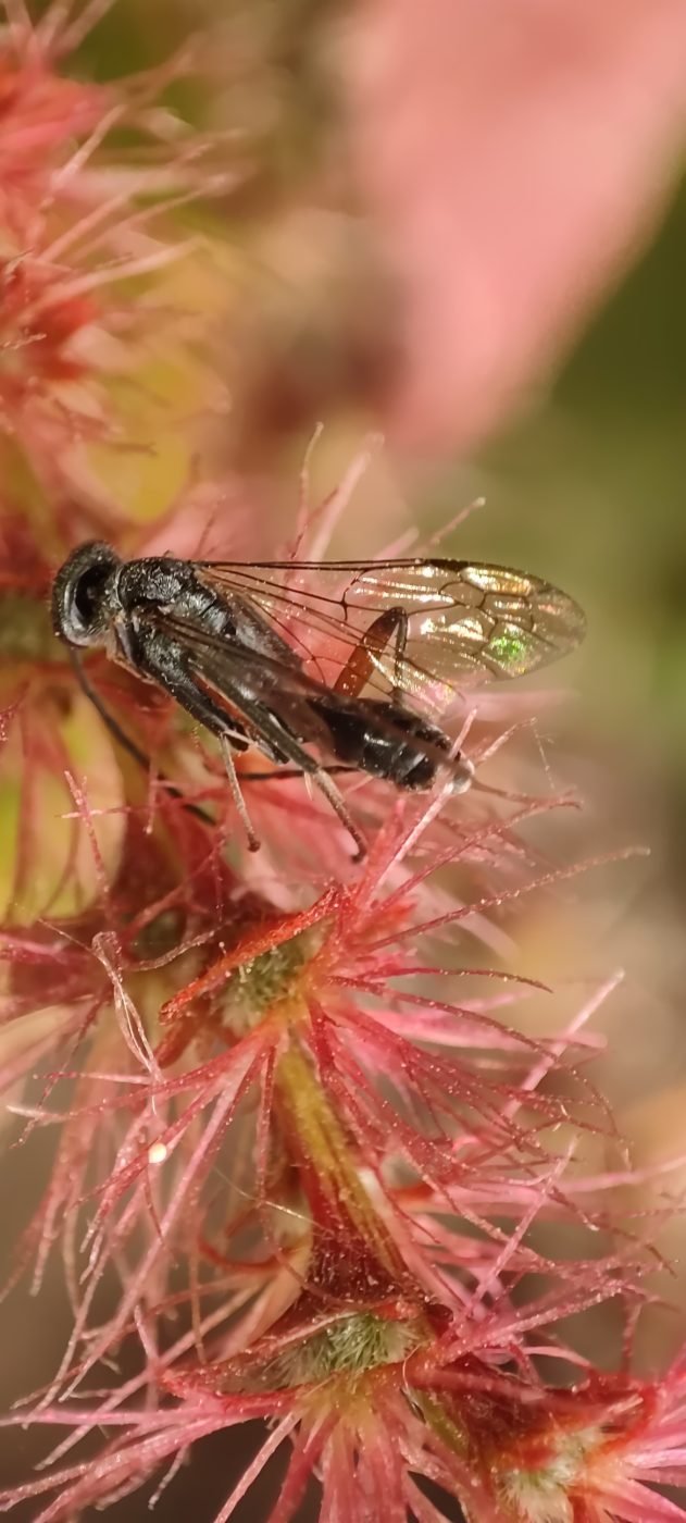 Sawfly or Wasp