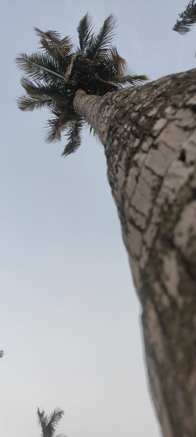 Coconut plam tree