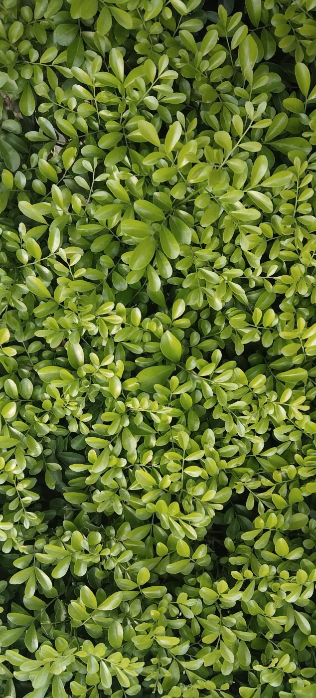 Murraya (Orange Jasmine)