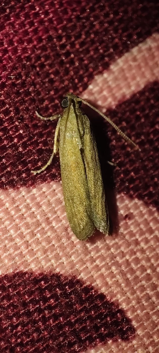 Moth