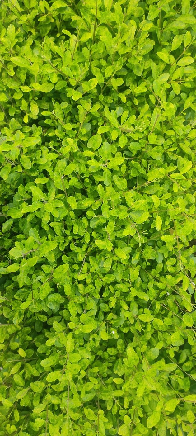 Golden Duranta