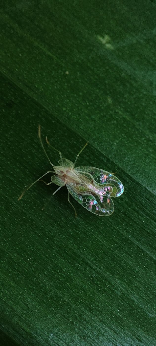 Banana Lace Bug
