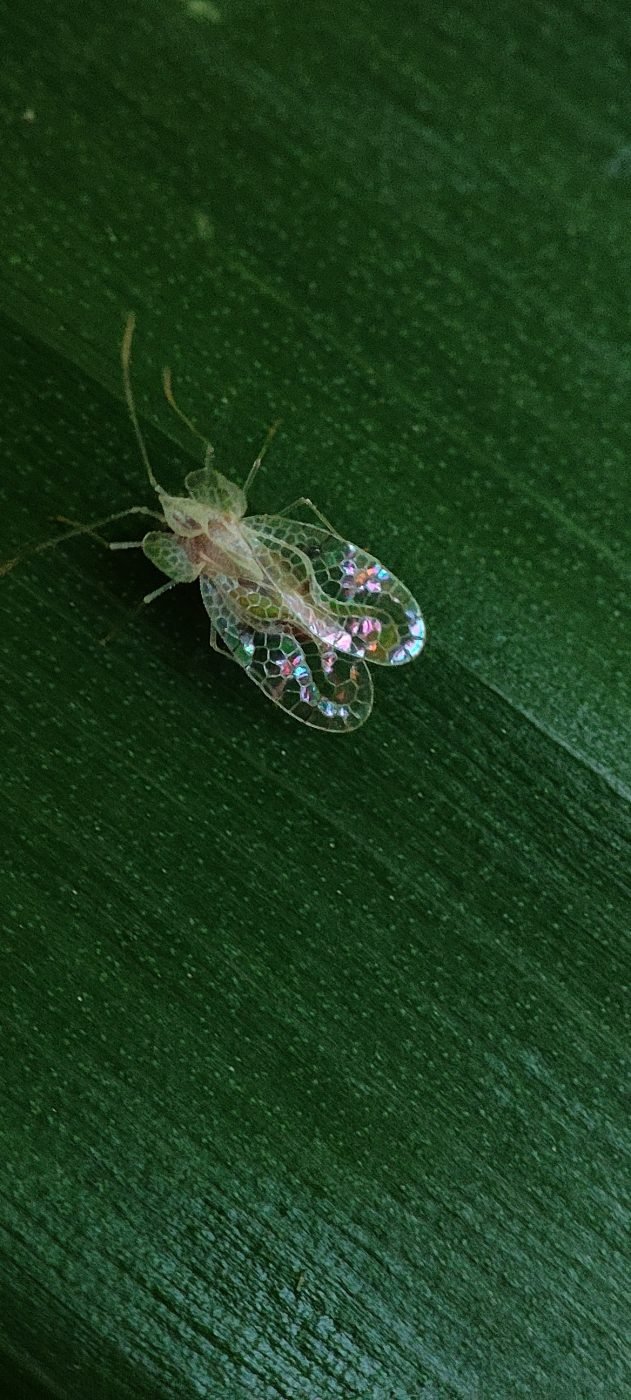 Banana Lace Bug