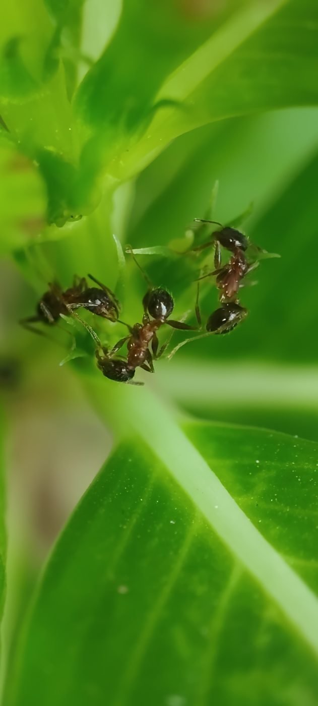 Ant