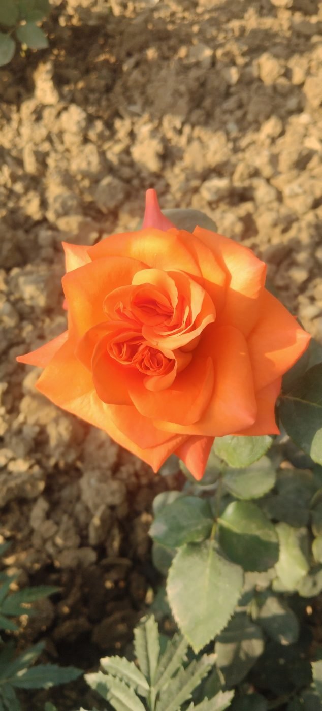 Rose