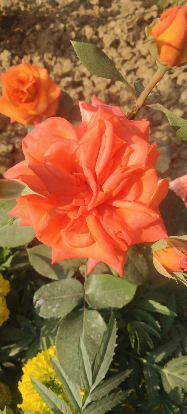 Rose