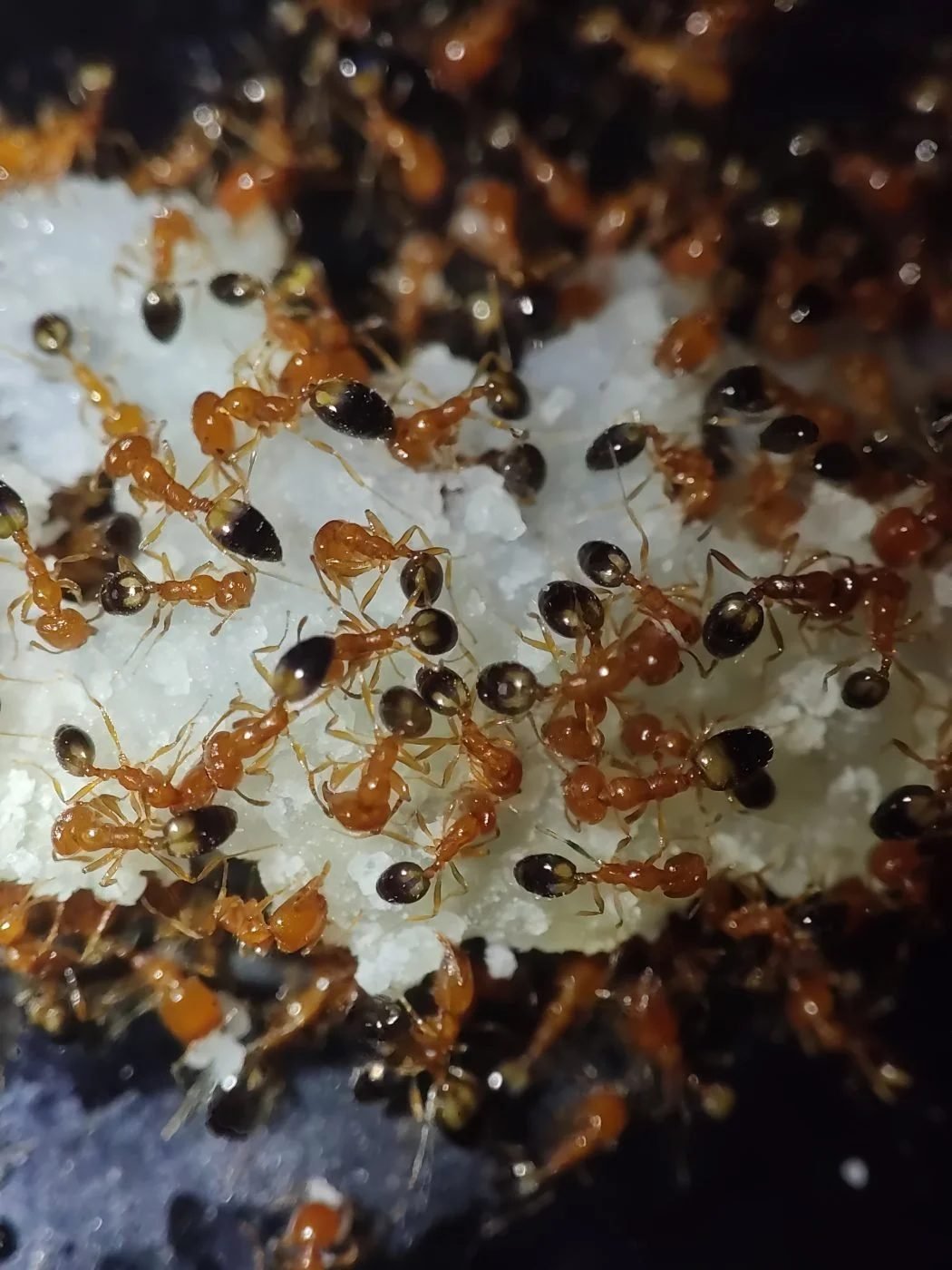Ant