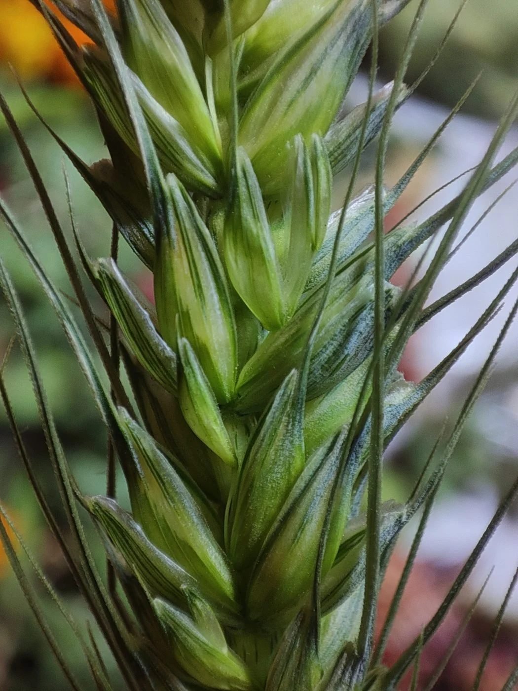 Wheat