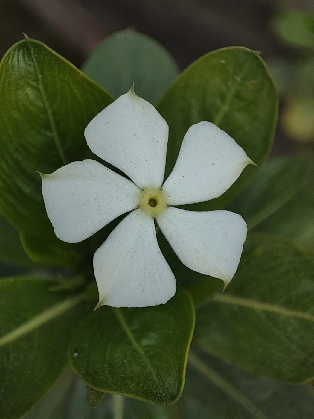 Periwinkle (Sadabahar)