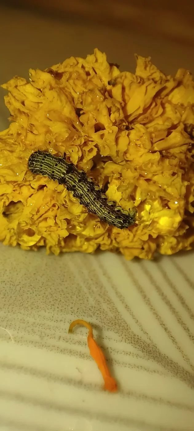 Corn Earworm