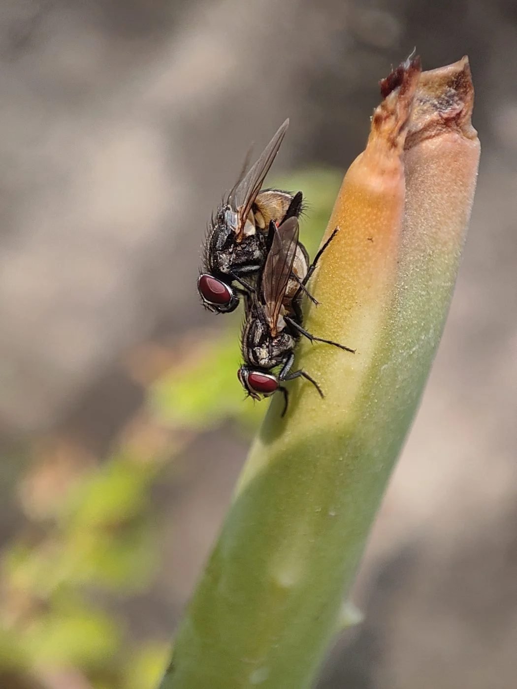 Flesh Flies
