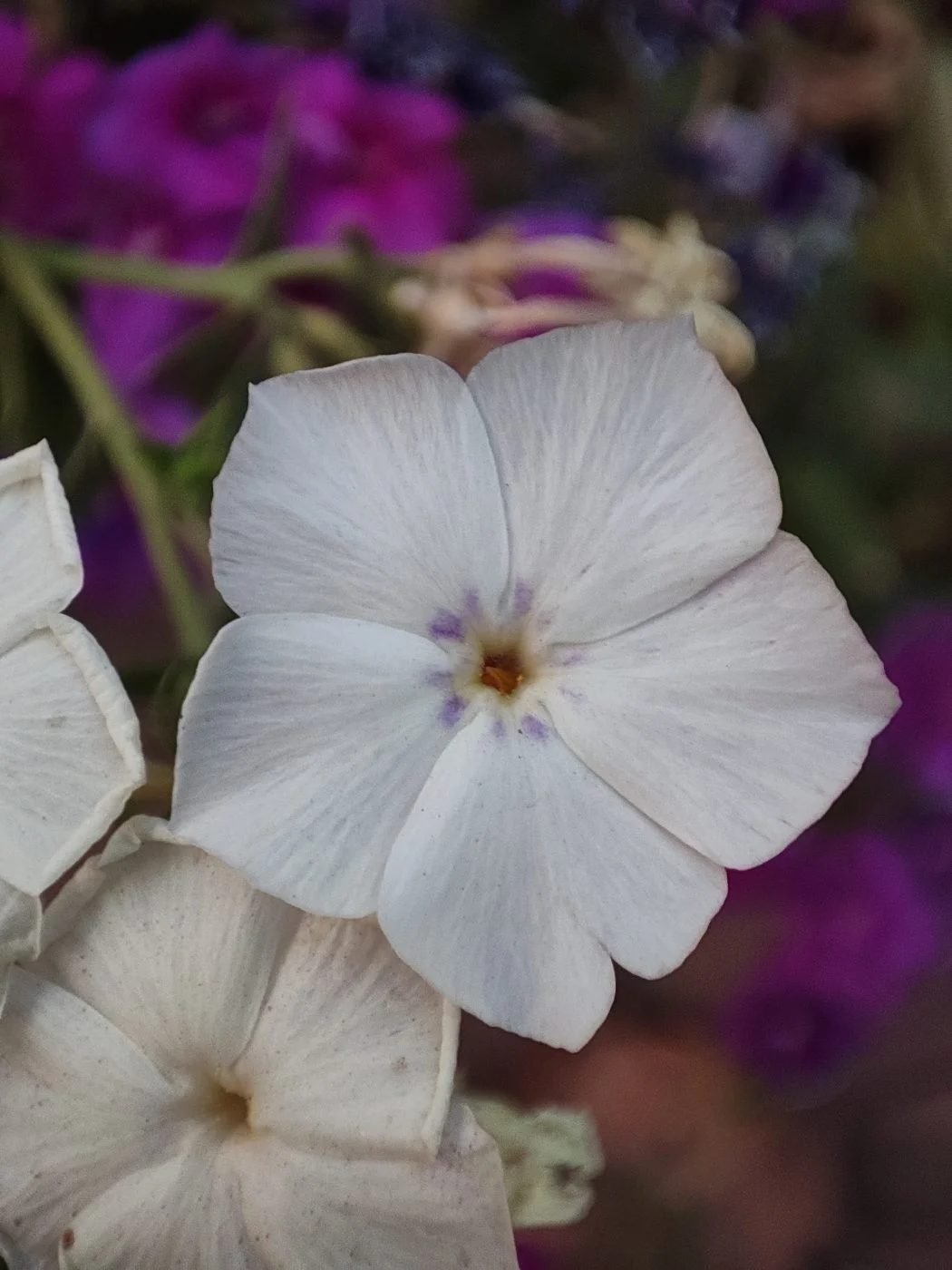 Phlox