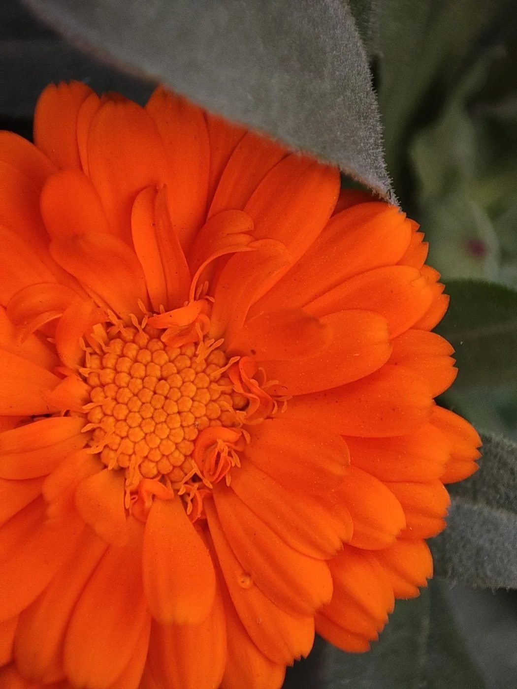 Pot Marigold