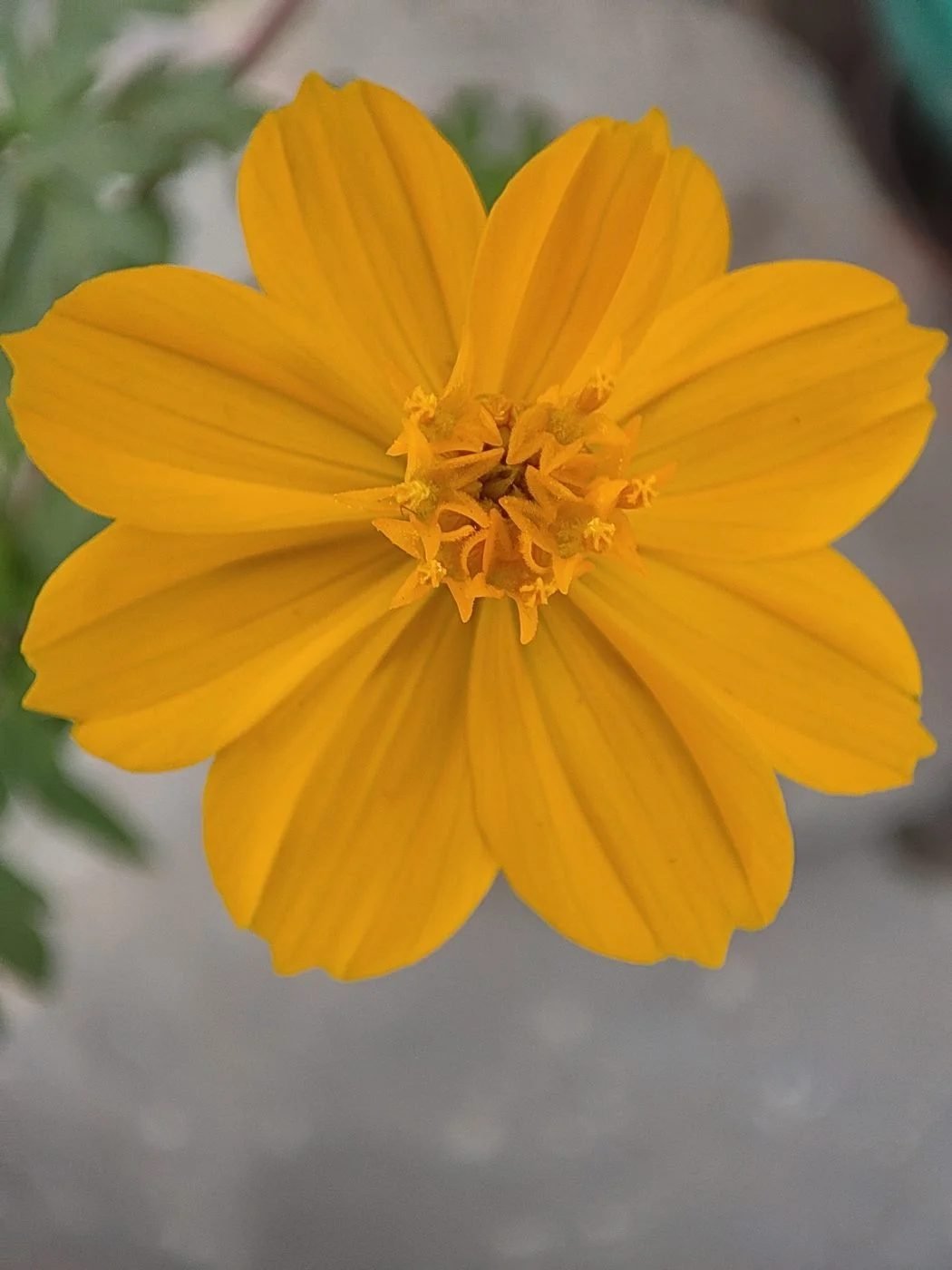 Yellow Cosmos