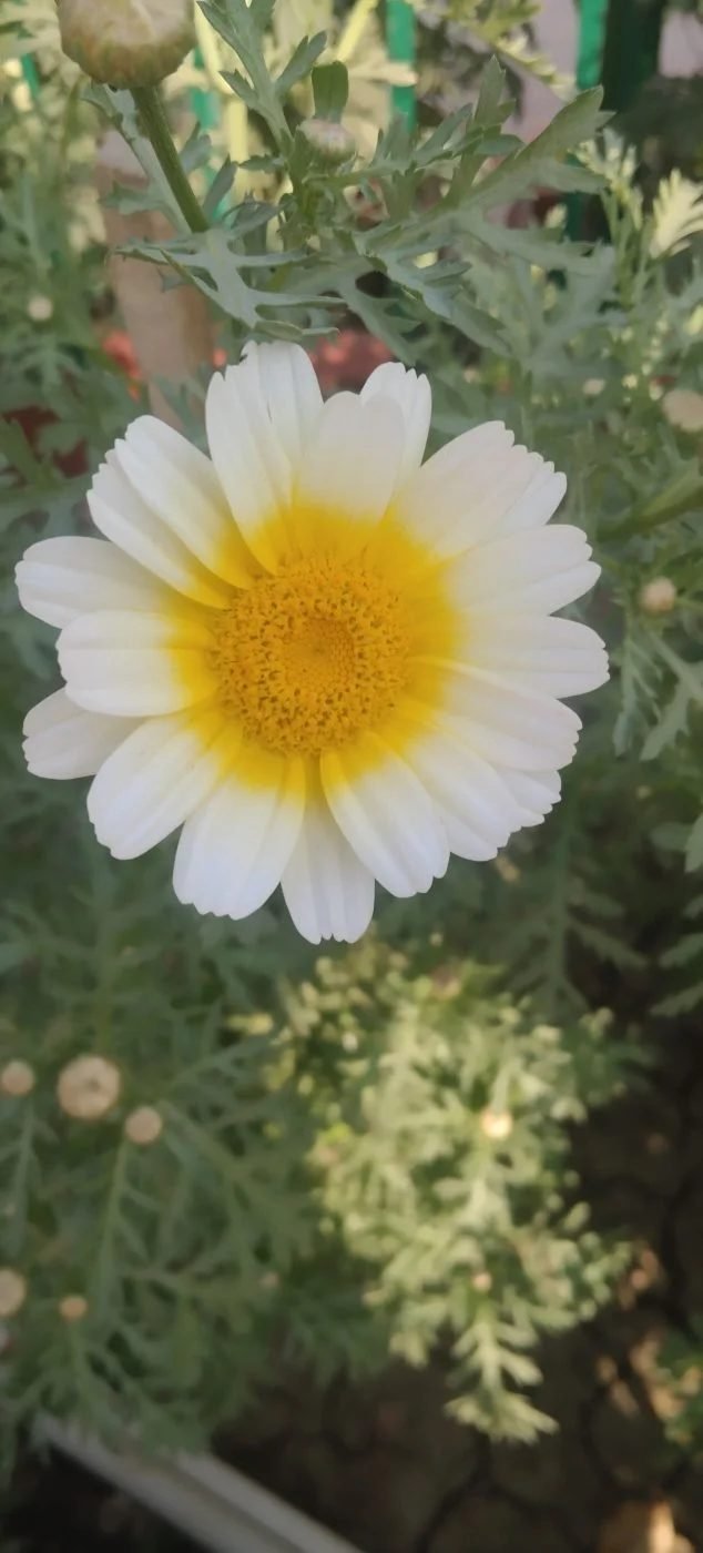 Crown Daisy