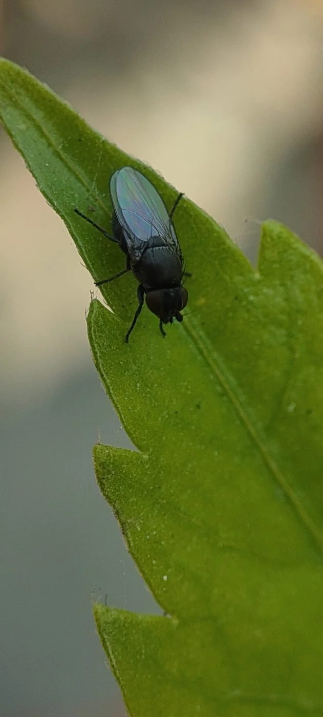 Freeloader Flies or Jackal Flies
