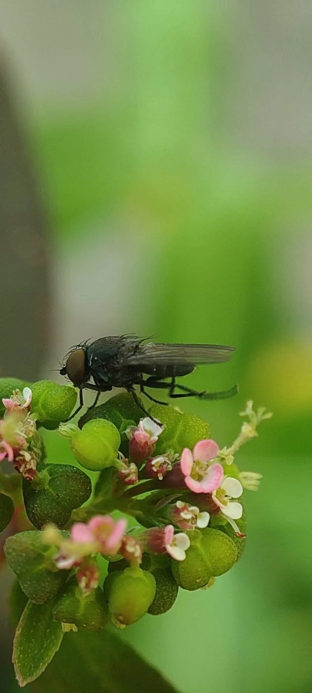 Housefly